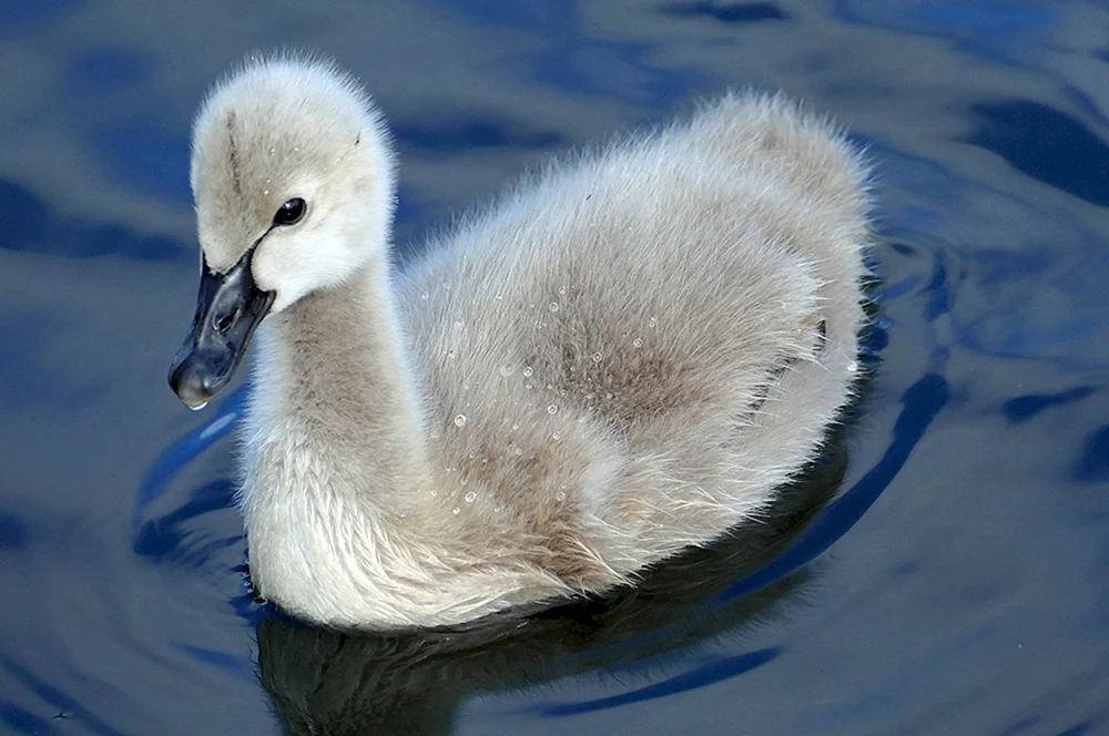 Schwan mit Küken. Schwanenküken mit Küken