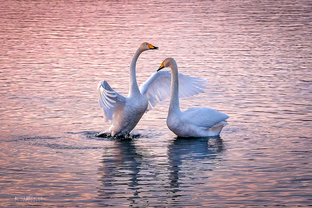Schwan Schwanensee