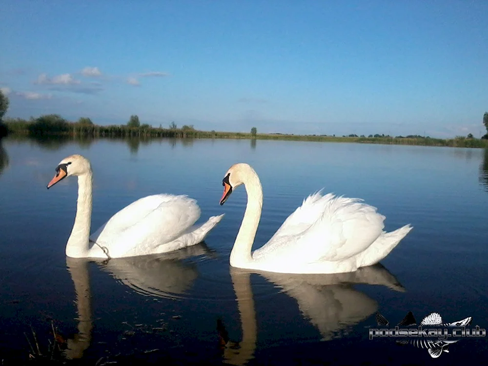 Schwanen-See