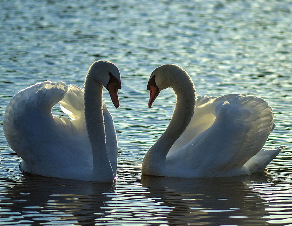 Schwanen-See Schwan
