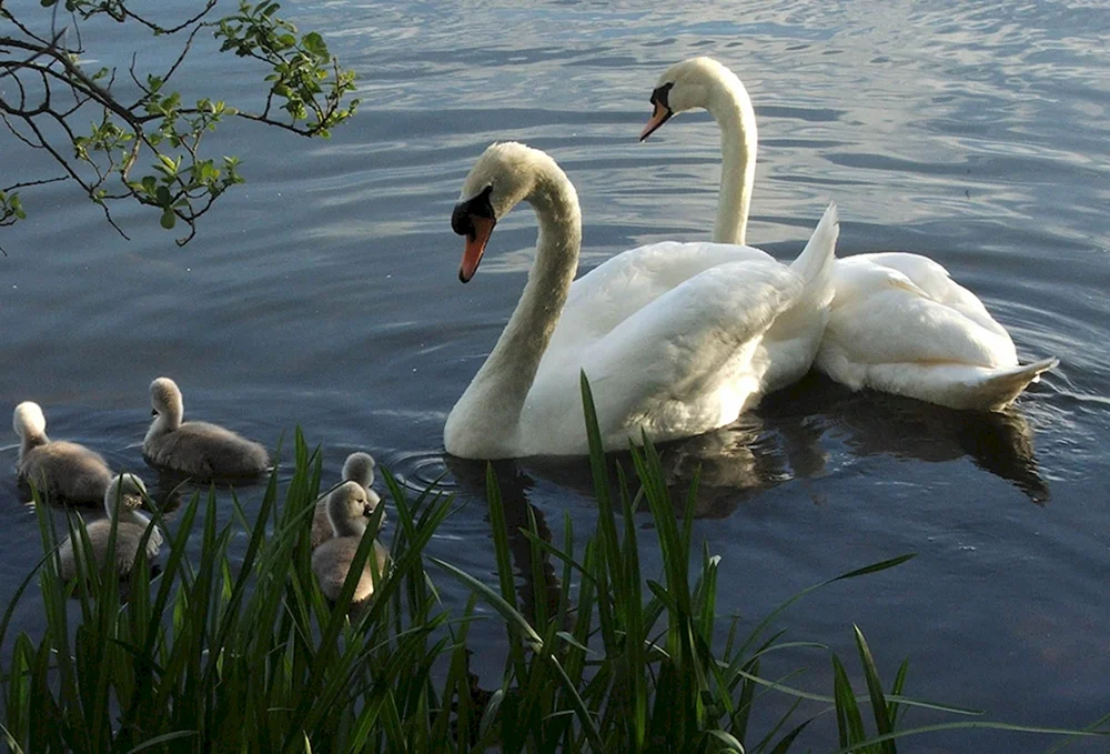 Schwäne im Teich