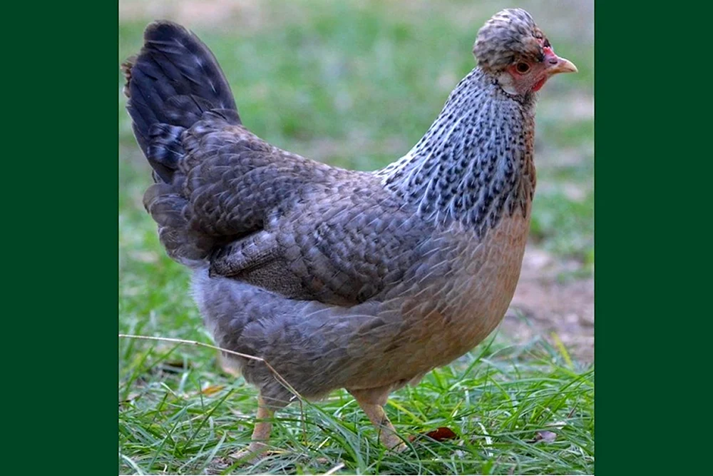 Huhn Ryaba