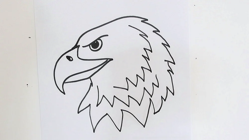 Adlerzeichnungen
