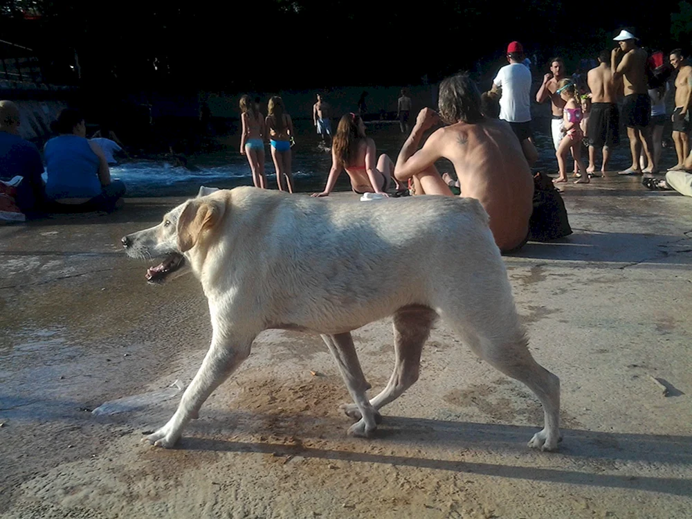 Leha Hund. Slouchy