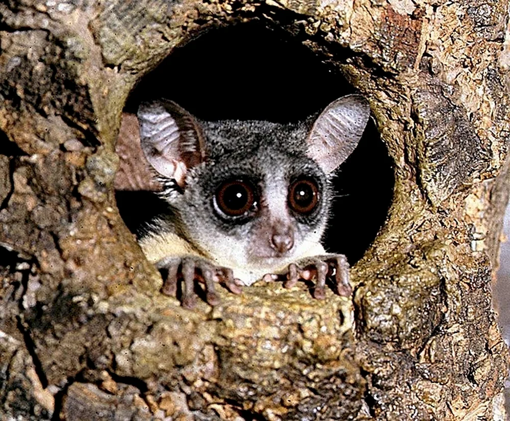 Lemur-Galago
