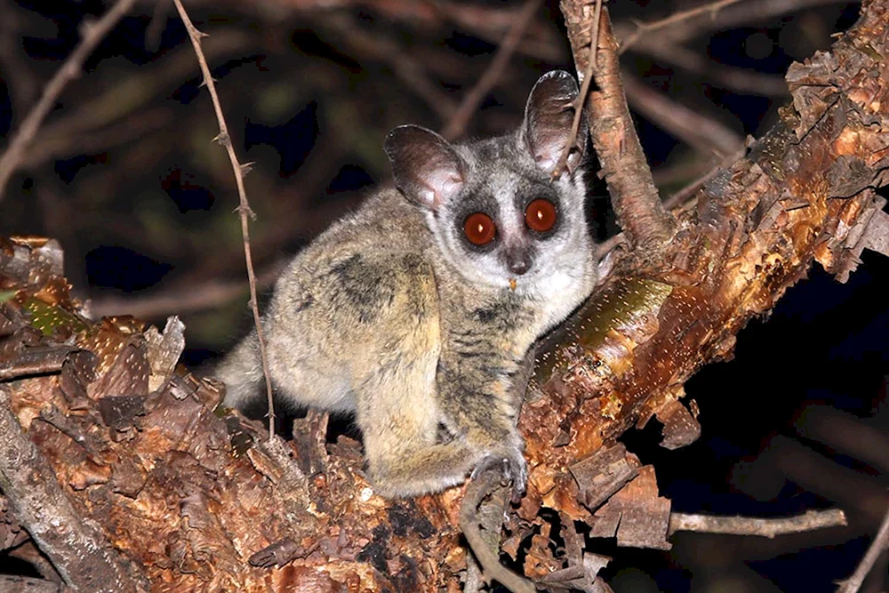 Lemur-Galago