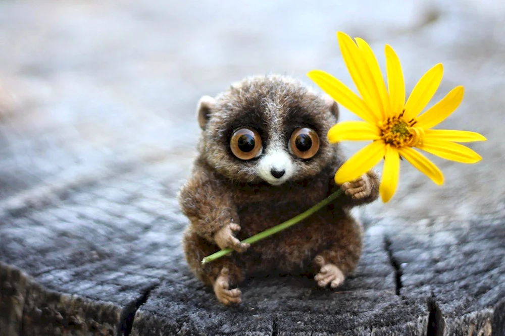 Lemur Laurie