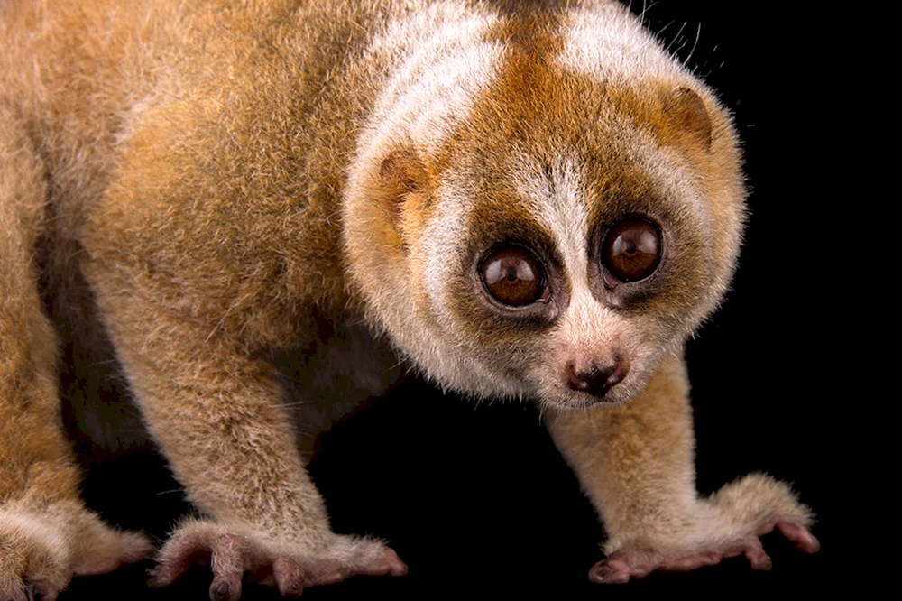 Loris Giftlemur