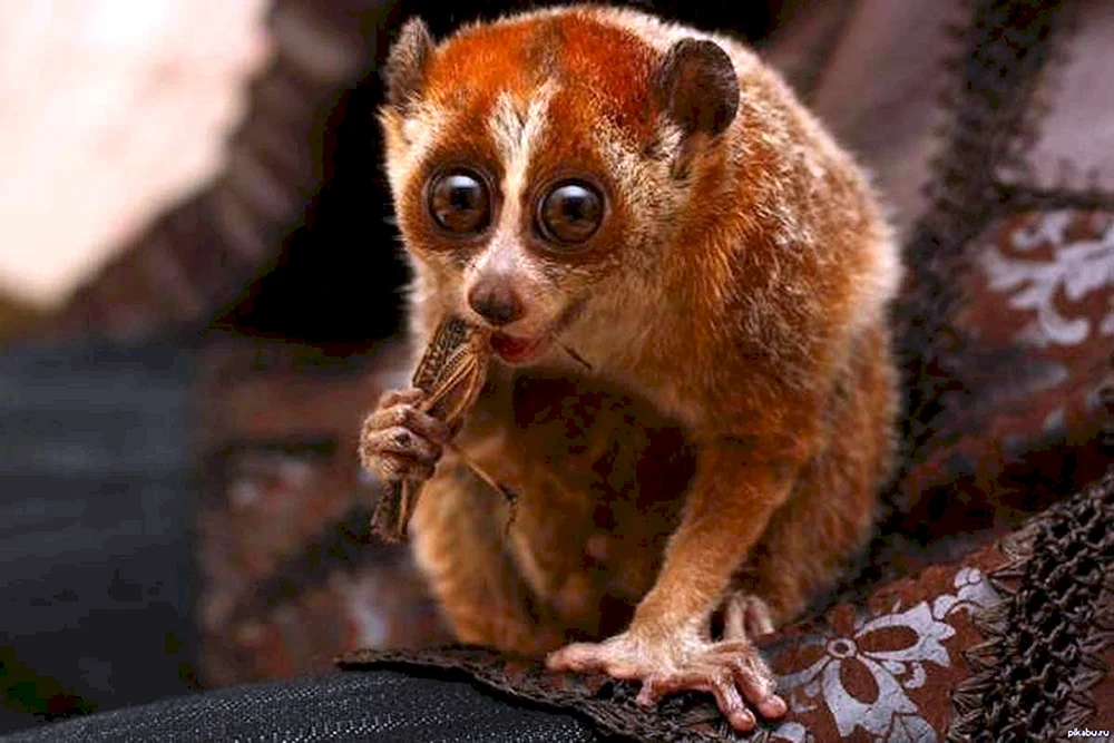 Loris Lemur. klein