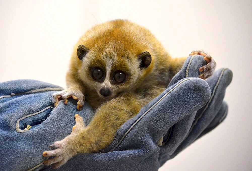 Lemur fett