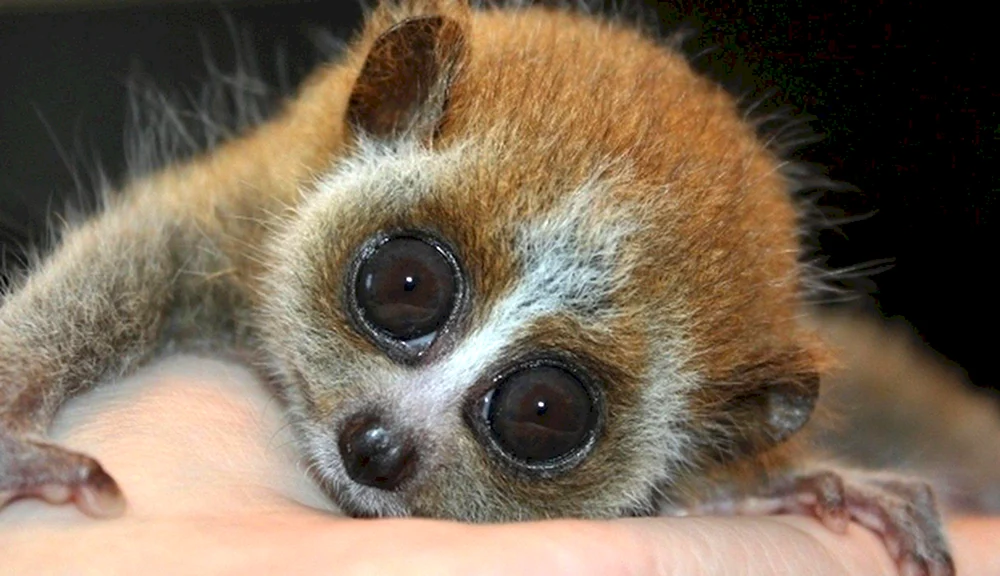 Lemur Lory