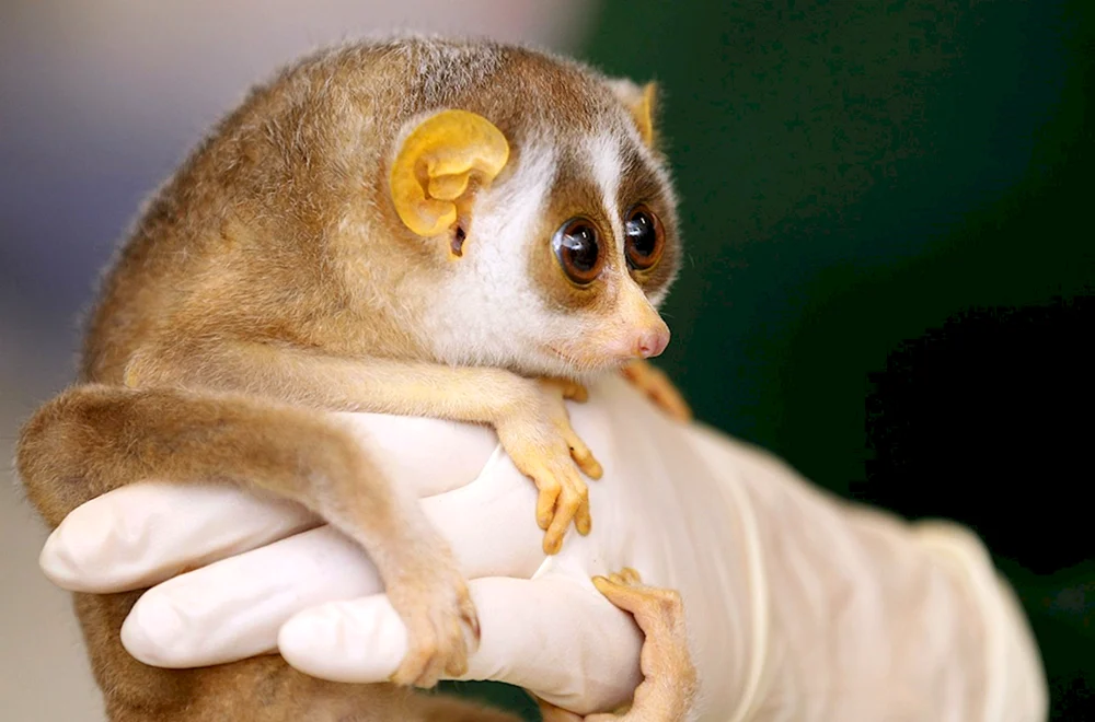 Carly-Lemur Lori