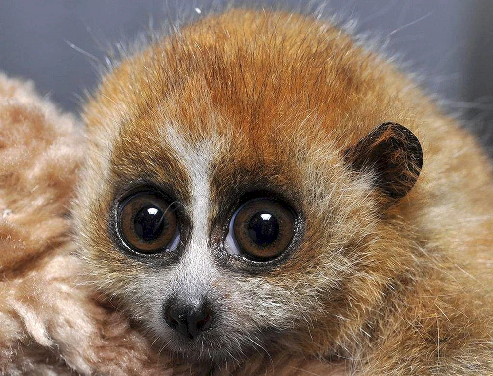 Lemur Lory
