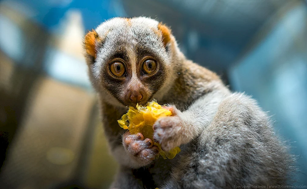 Lemur Lory