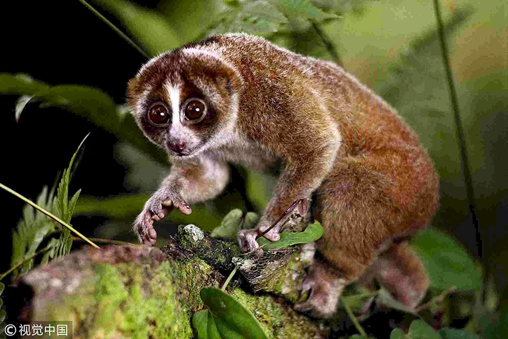 Lori galago