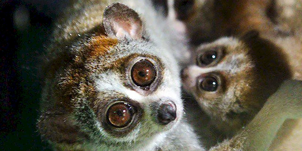 Carly-Lemur Lori