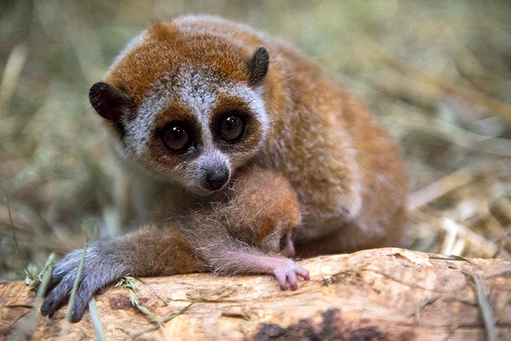 Carly-Lemur Lori
