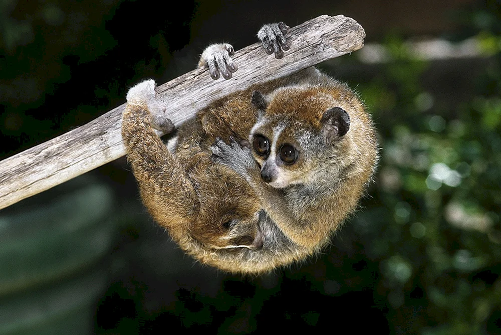 Carly Lemur Lori