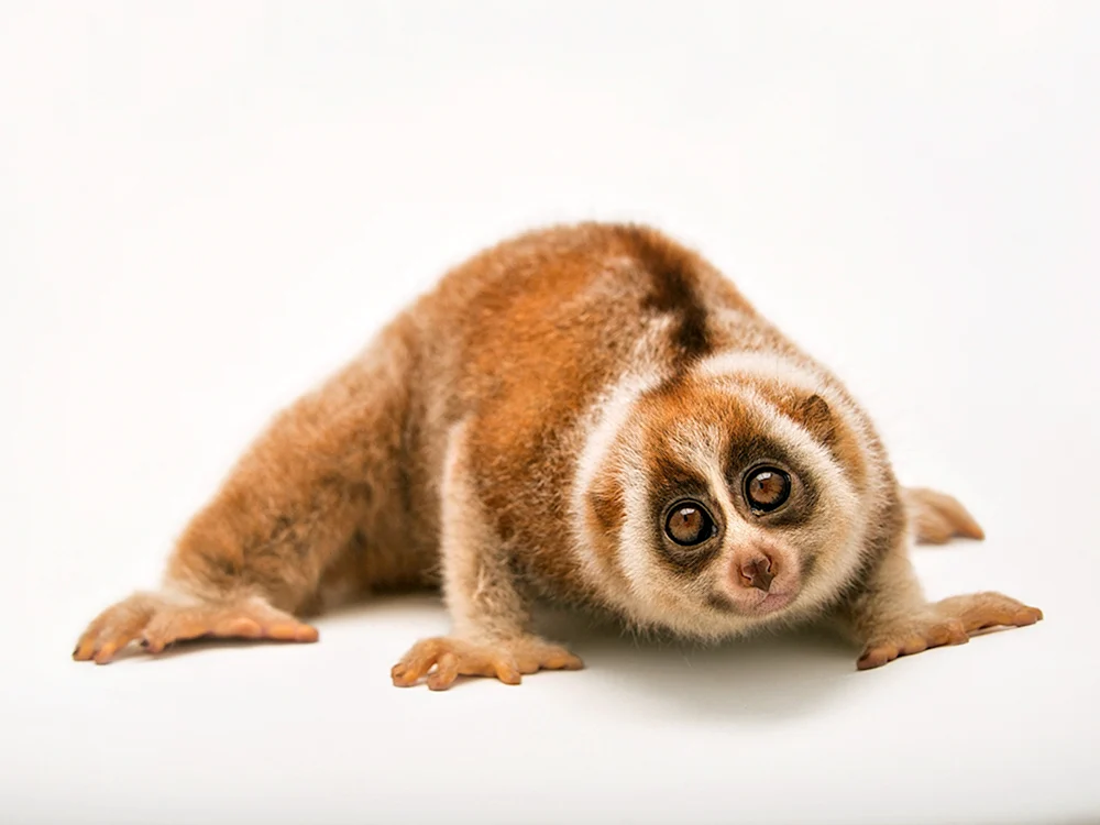 Carly Lemur Lori