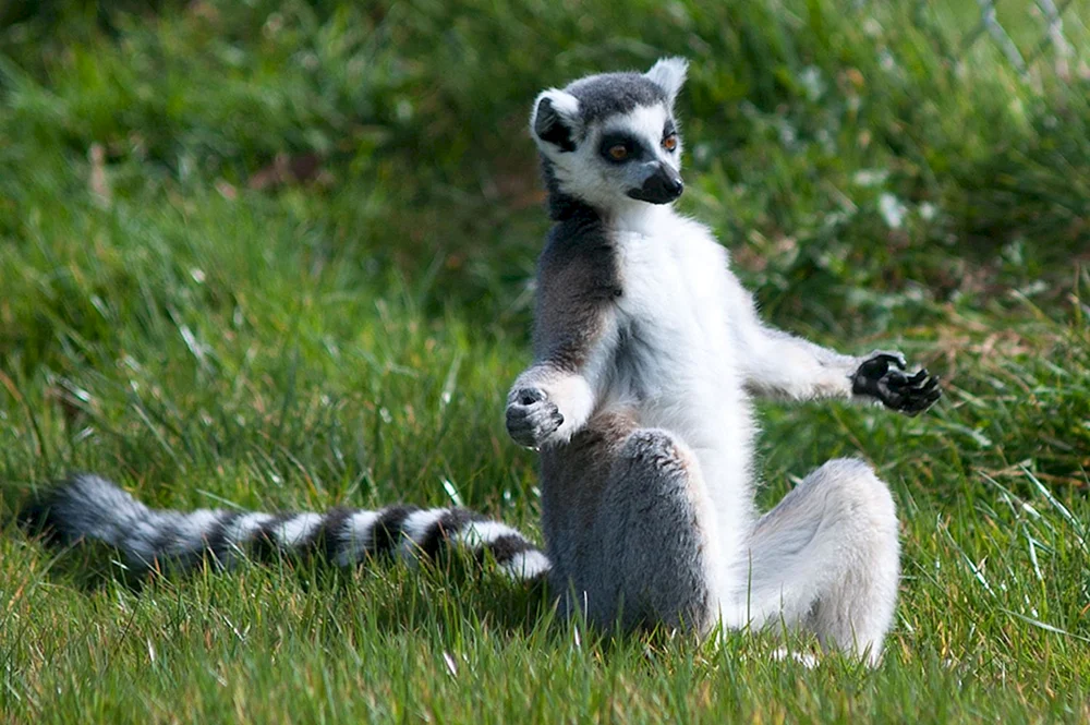 Lemur zbagoen.