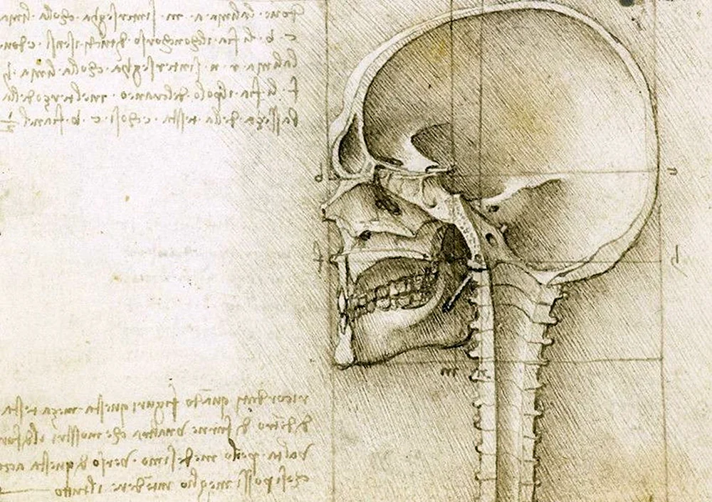 Hintergrund für Präsentation. Anatomie