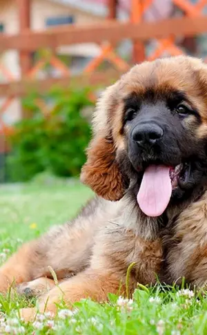 Leonberger
