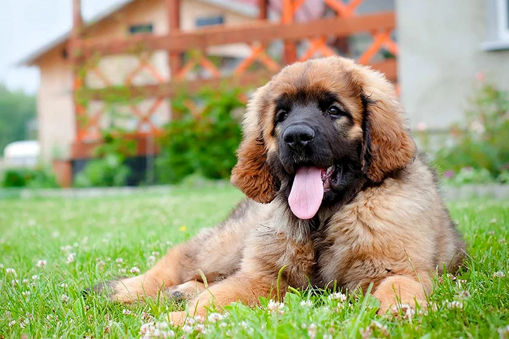 Leonberger