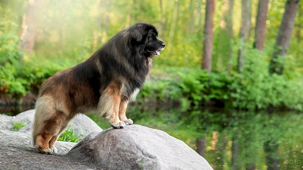 Leonberger