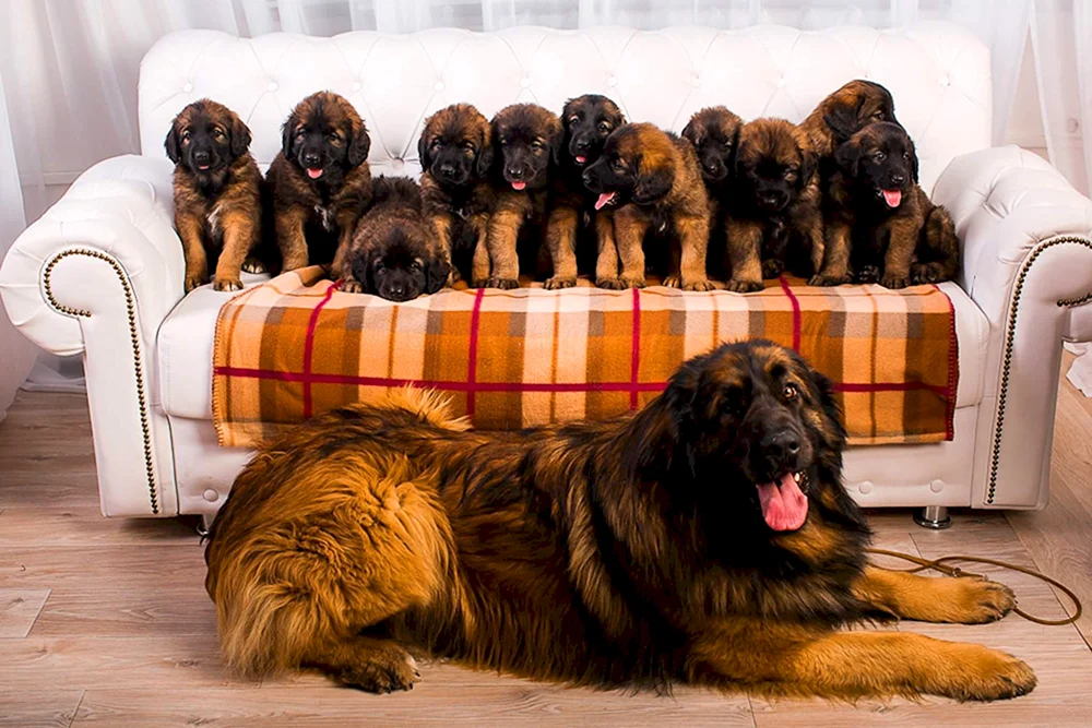 Leonberger