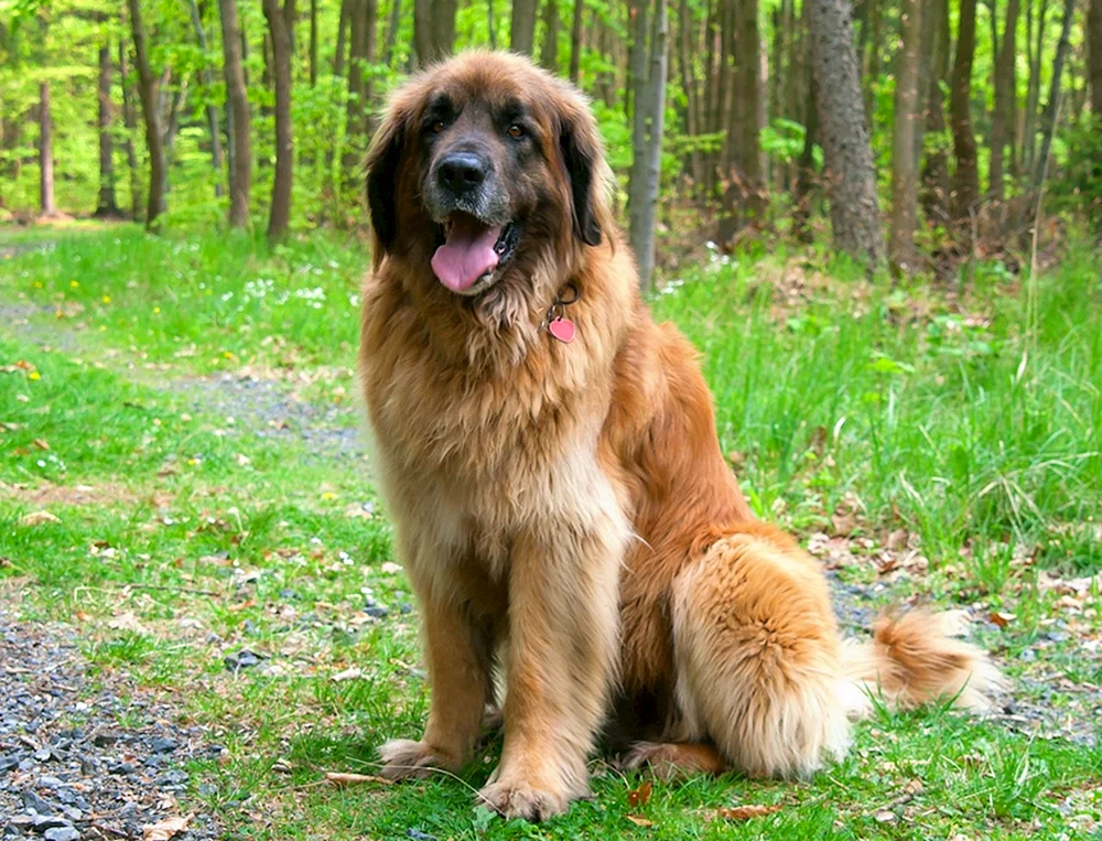 Leonberger