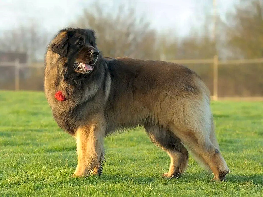 Leonberger