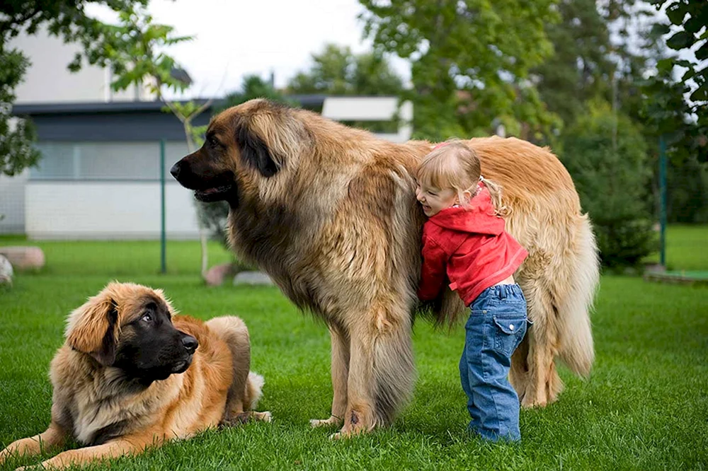 Leonberger