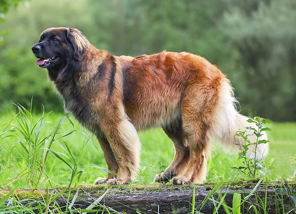 Leonberger
