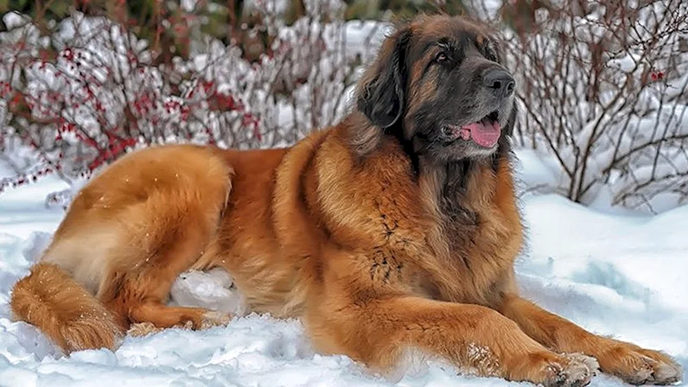 Leonberger