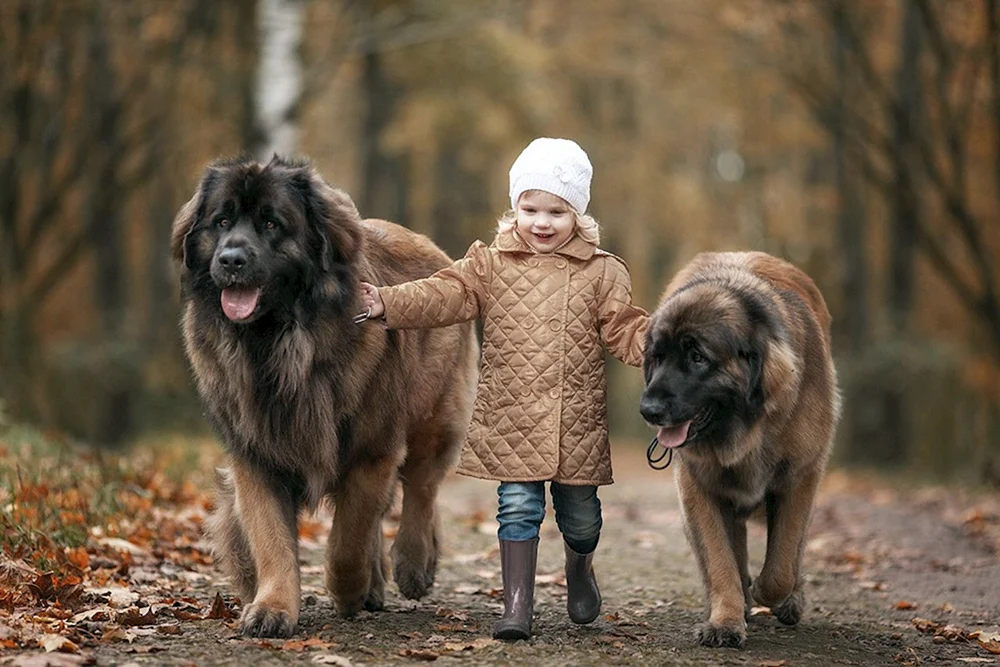 Neufundländer Mastiff
