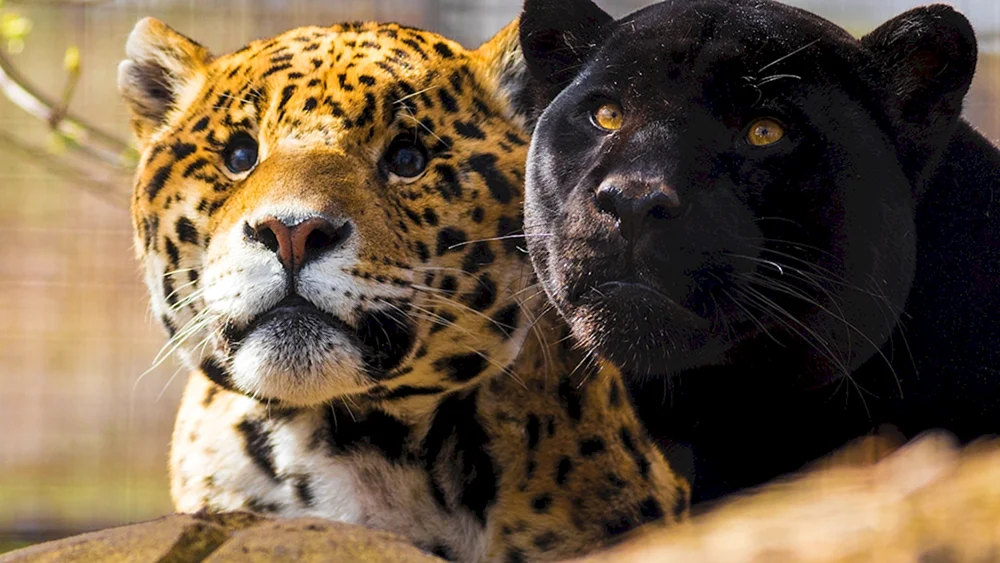 Jaguar Melanist und Panther