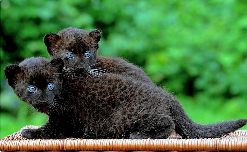Leopardenmelanist
