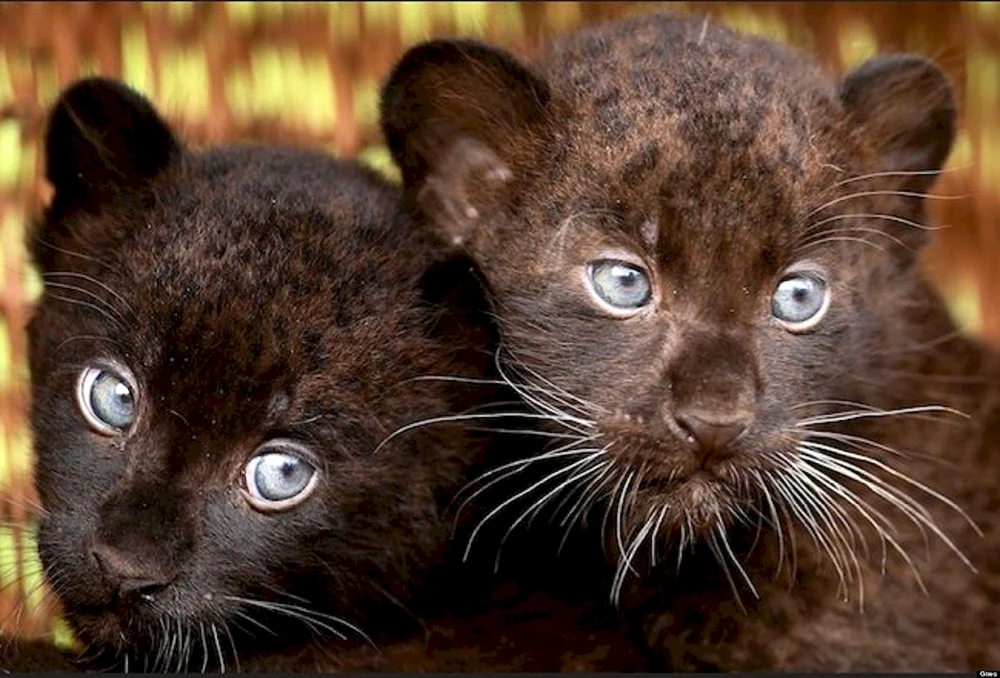 Leopardenmelanist