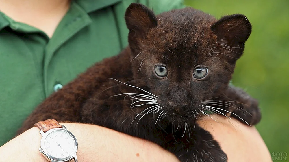 Leoparden melanistisch
