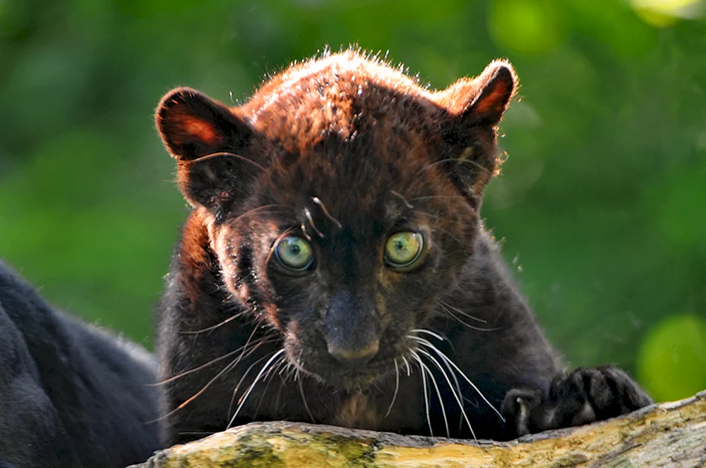 Puma schwarzes Pantherbaby