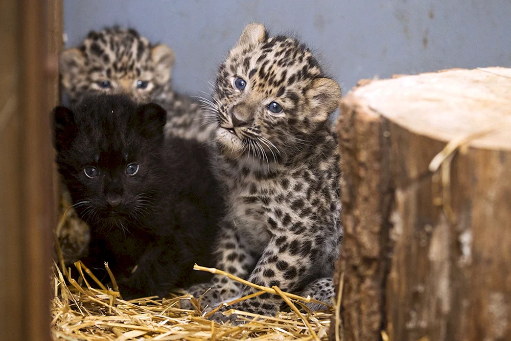 Predynesischer Leopard Jungtier