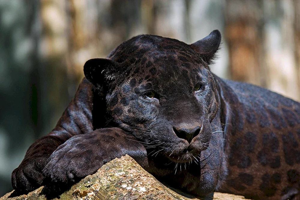 Schwarzer Panther Jaguar melanist