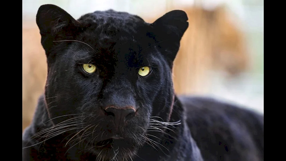 Schwarzer puma Bagheera schwarzer Panther