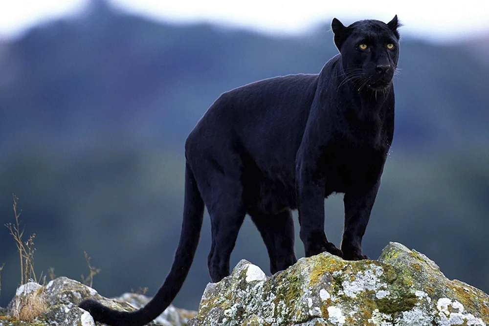 Leopard melanist