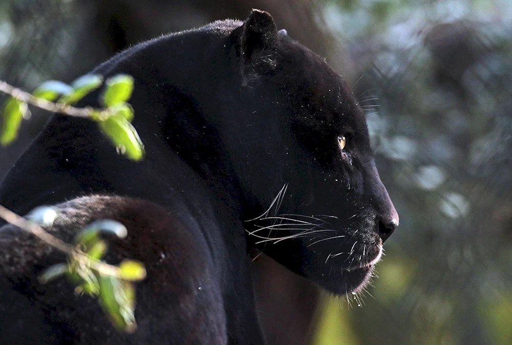 Panther Melanist