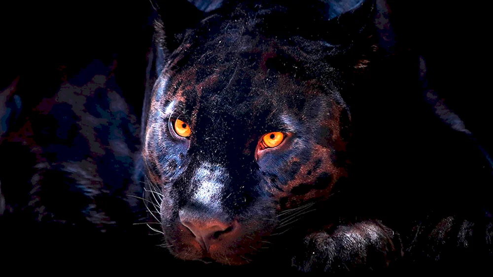 Jaguar melanist