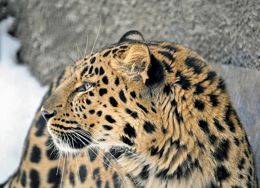 Leopardenmizzer Moskau zoopard
