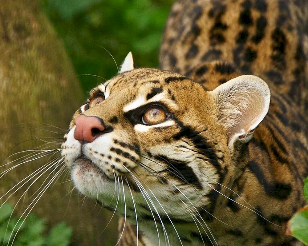 Ocelot Tigerbull