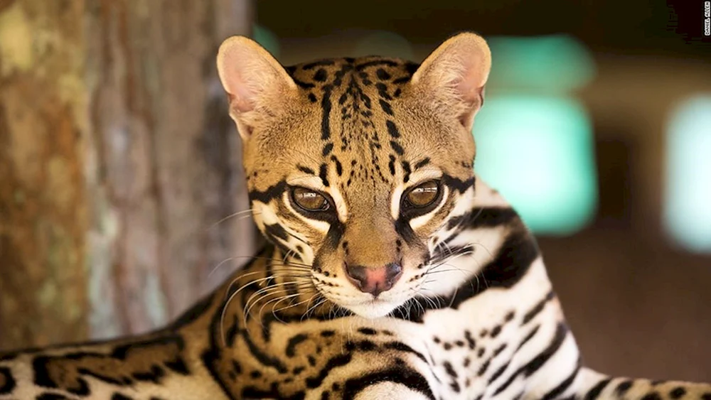 Leopard Ocelot