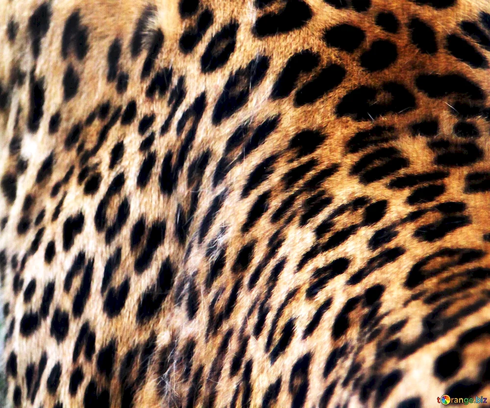 Leoparden entspannt